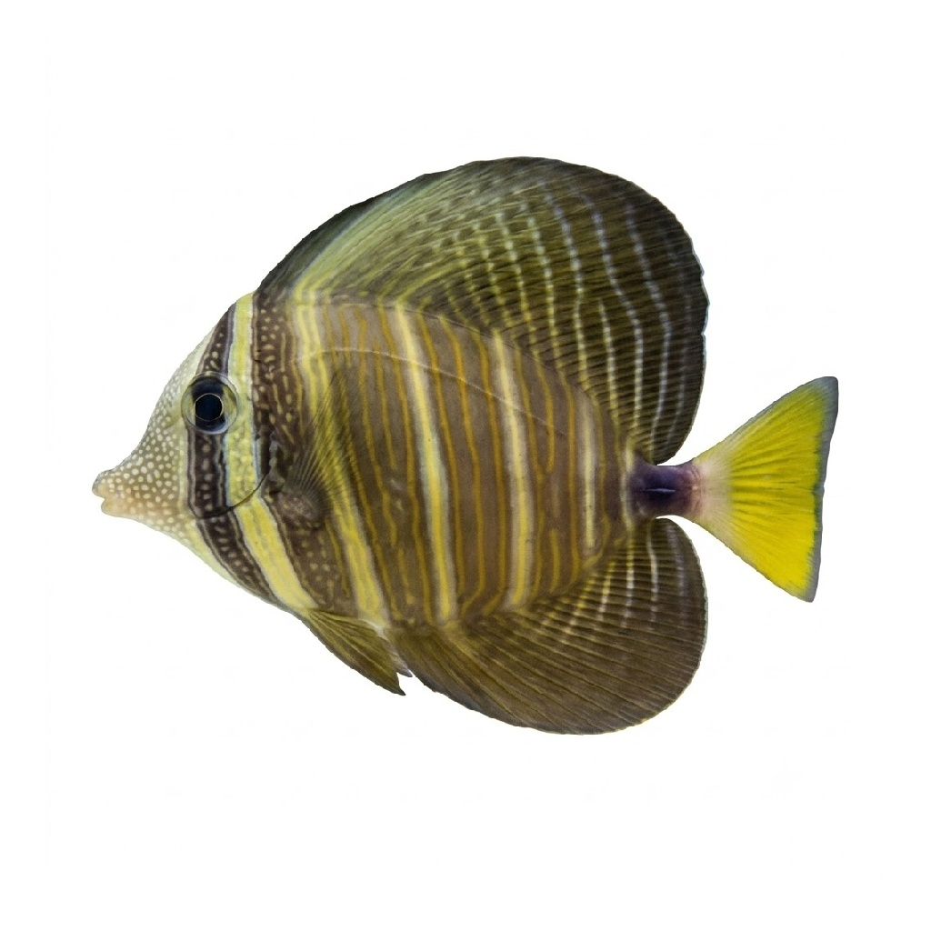 Sailfin Tang