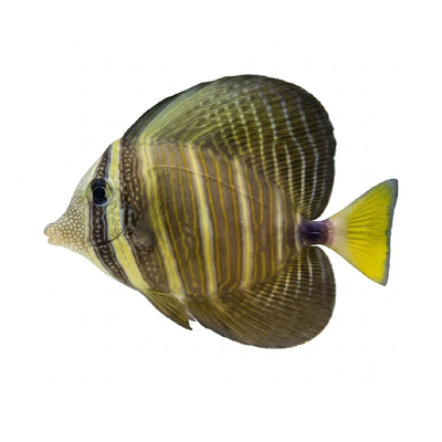 Sailfin Tang