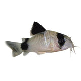 Panda Corydoras - photo 2