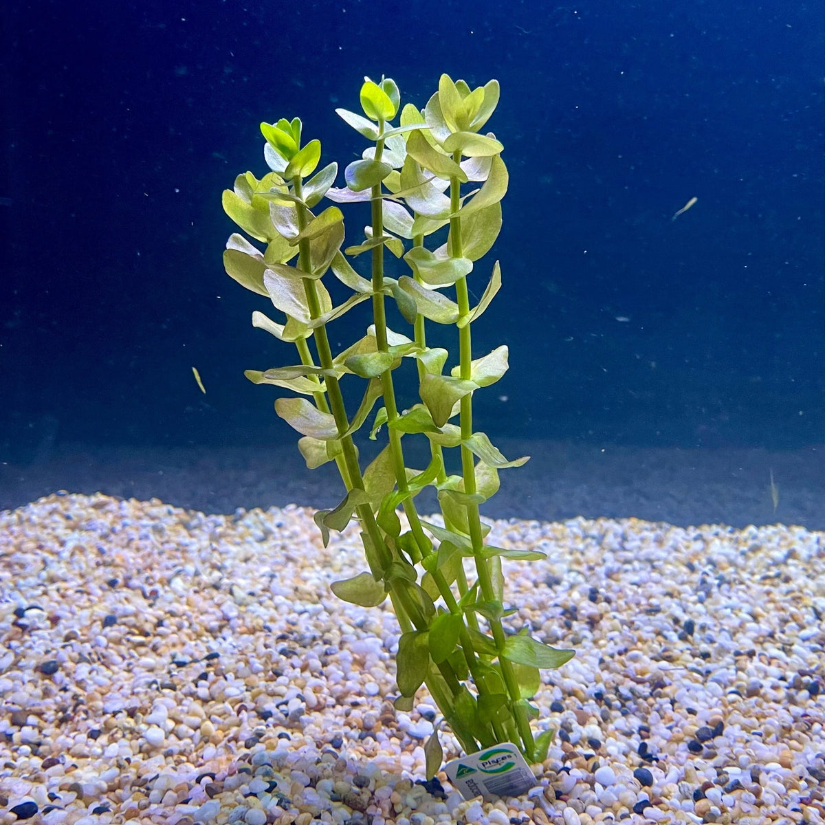 Bacopa
