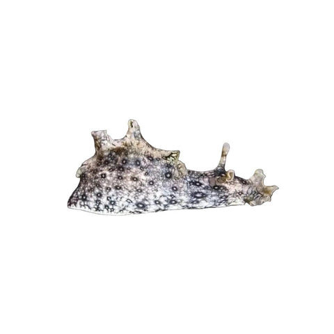 Sea Hare - Apex AquaticSea Hare