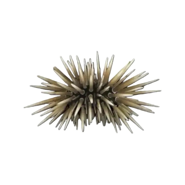 Shortspine Urchin - Apex AquaticShortspine Urchin