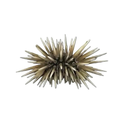Shortspine Urchin - Apex AquaticShortspine Urchin