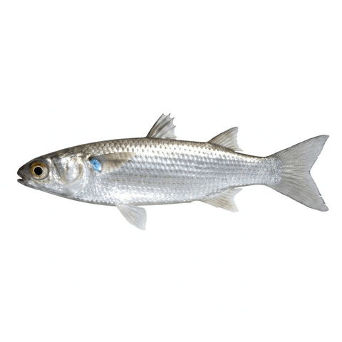 Silver mullet - Apex AquaticSilver mullet