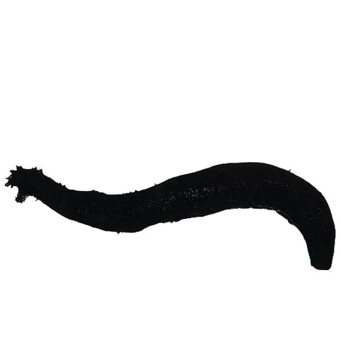 Smooth Black Cucumber - Apex AquaticSmooth Black Cucumber