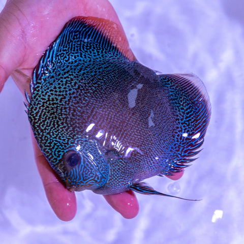 Snakeskin Discus - WYSIWYG Disc0005 - Apex AquaticSnakeskin Discus - WYSIWYG Disc0005