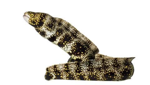 Snowflake Moray Eel - Apex AquaticSnowflake Moray Eel