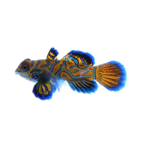 Splendid Mandarin - Apex AquaticSplendid Mandarin
