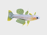 Spotted Blue-eye - photo 2