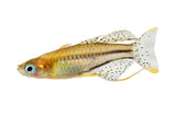 Spotted Blue-eye - photo 1