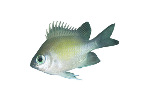 Staghorn Damsel - Apex AquaticStaghorn Damsel