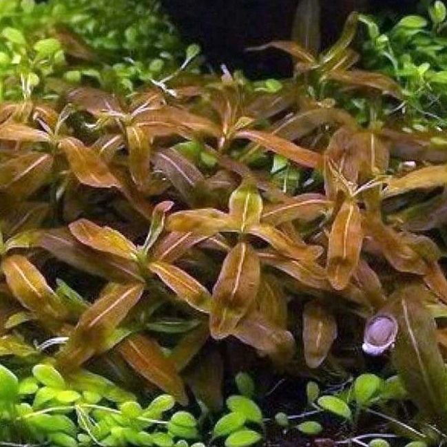 Staurogyne Sp 'Brown'