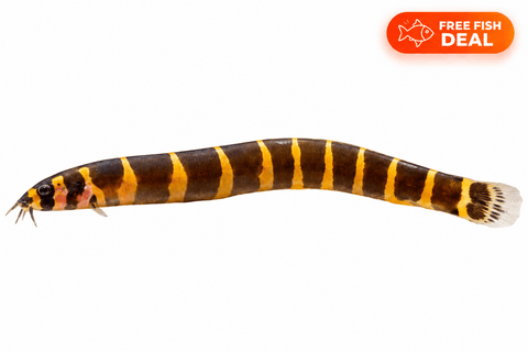 Striped Kuhli Loach - Apex AquaticStriped Kuhli Loach