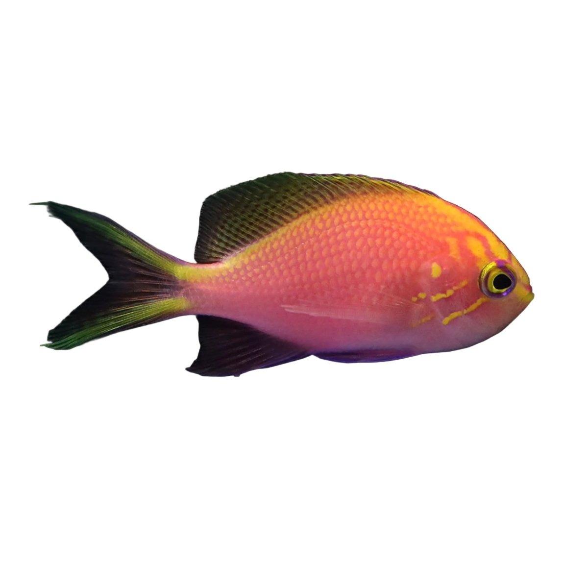 Sunburst anthias - Apex AquaticSunburst anthias