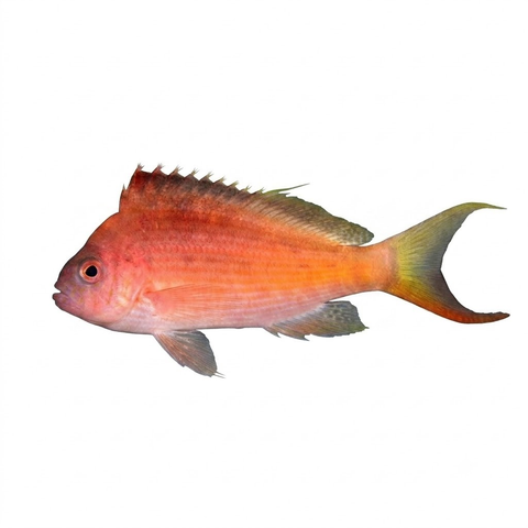 Swallow Tail Hawkfish