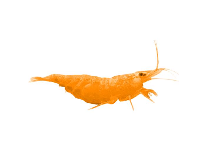 Orange Sunkist Shrimp