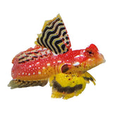 Ruby Red Dragonet - photo 2