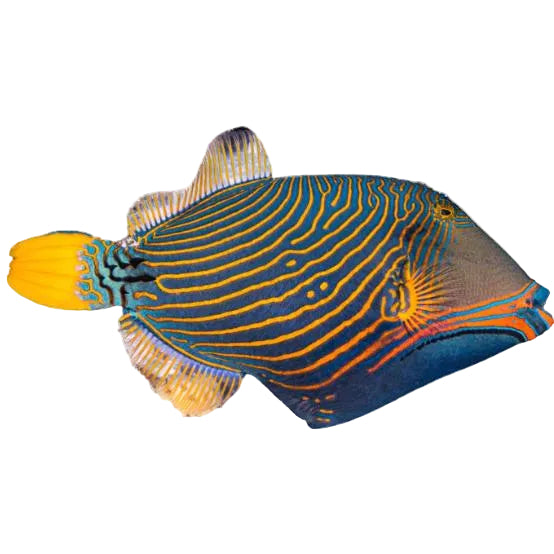 Colorful fish with blue and orange patterns on a white background.