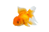 Oranda Goldfish - photo 2