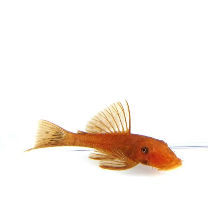 Super Red Bristlenose Catfish