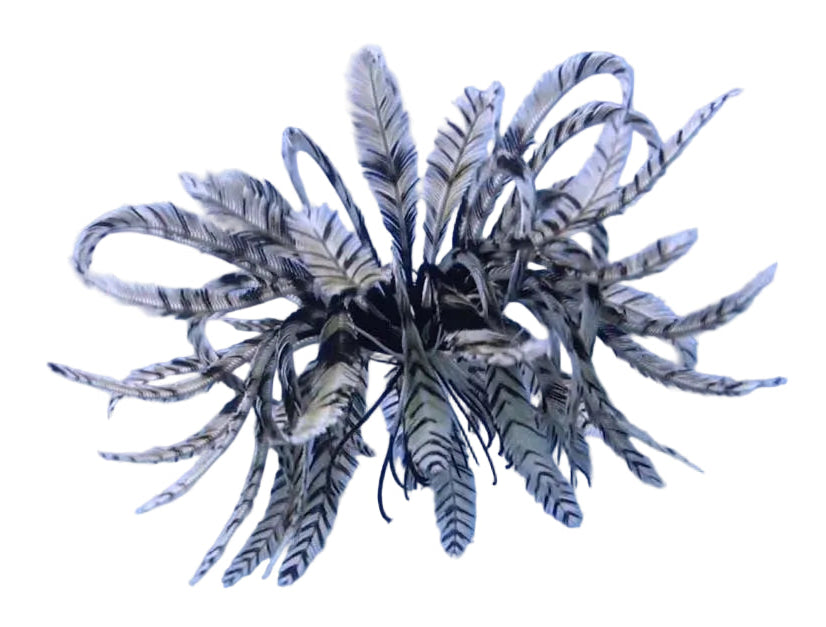 Feather Starfish