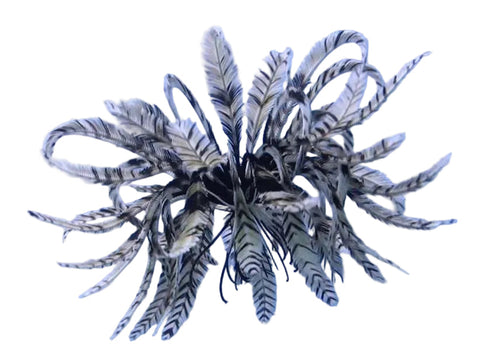 Feather Starfish
