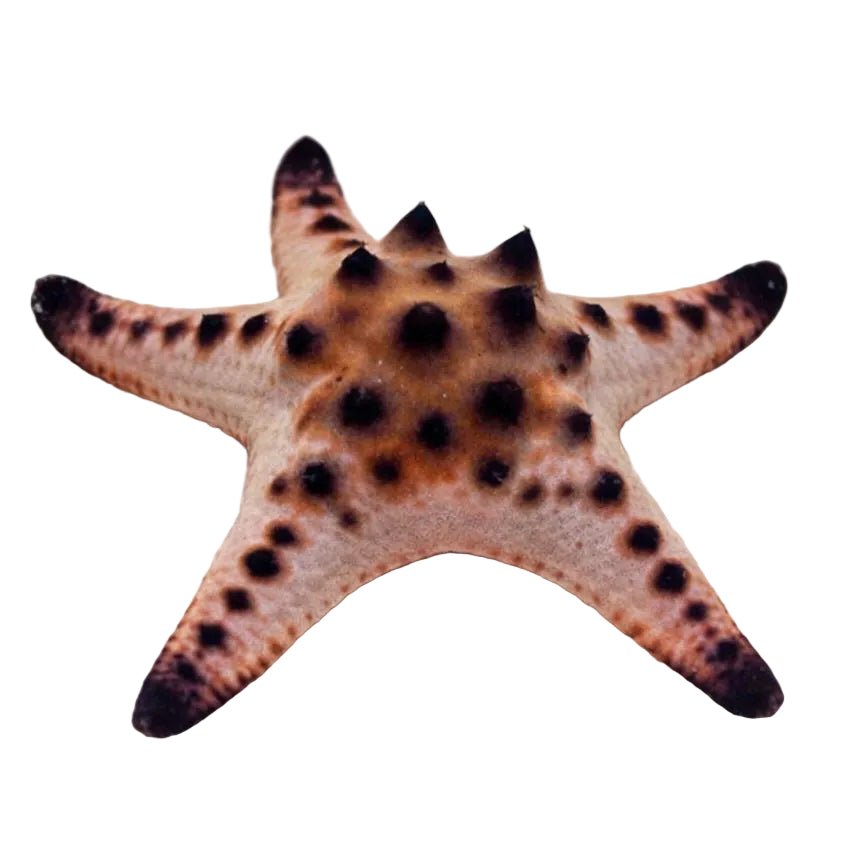 Thorny Sea Star (Protoreaster Sp.) - Apex AquaticThorny Sea Star (Protoreaster Sp.)