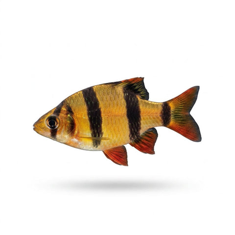 Tiger Barb - Apex AquaticTiger Barb