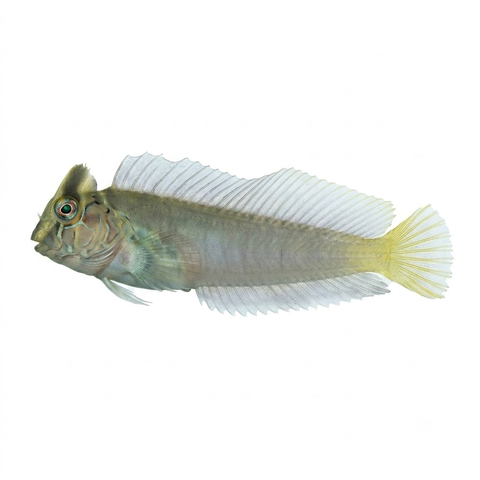 Top Hat Blenny