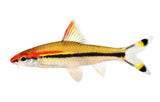 Torpedo Barb - photo 2