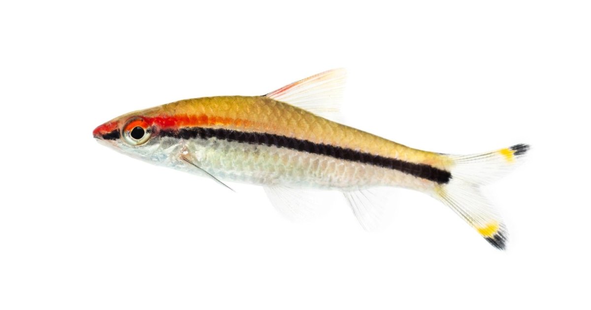 Torpedo Barb - Apex AquaticTorpedo Barb