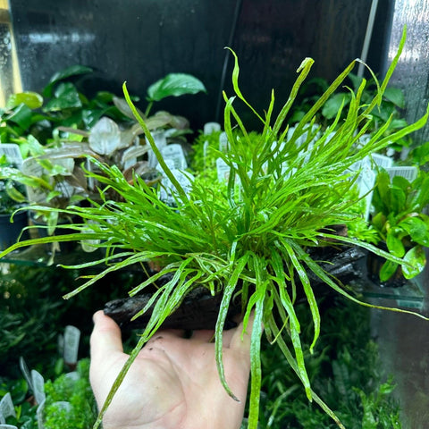Trident fern - Apex AquaticTrident fern