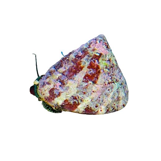 Trochus Snail - Apex AquaticTrochus Snail