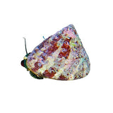 Trochus Snail - photo 1