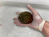 Trochus Snail - photo 2