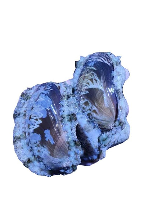 Tropical Abalone - Apex AquaticTropical Abalone