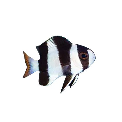 Tuxedo Damsel - Apex AquaticTuxedo Damsel