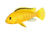 Electric Yellow Cichlid - photo 2