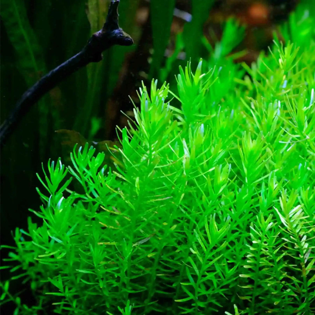 Rotala Green