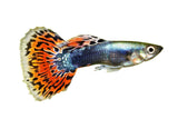 Guppy - photo 5