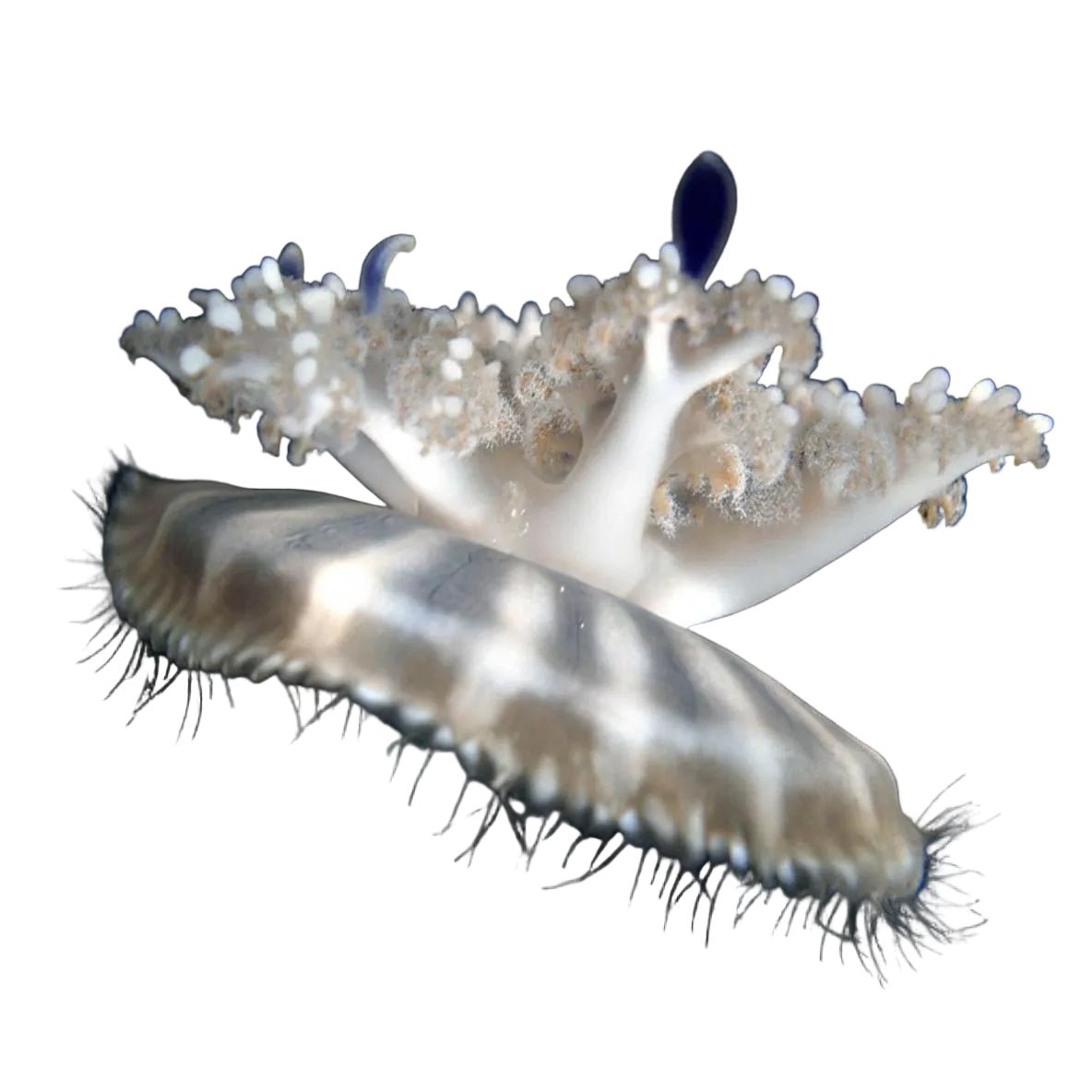 Upside Down Jellyfish - Apex AquaticUpside Down Jellyfish