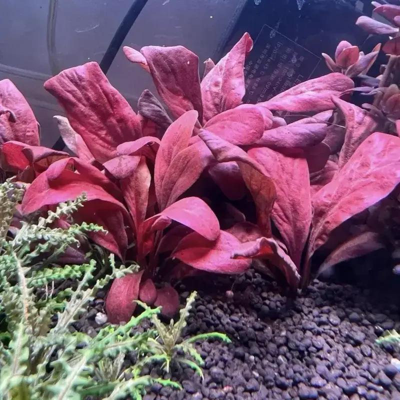 Samolus Parviflorus Red