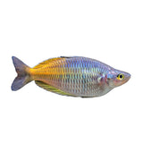 Boesemani Rainbowfish - photo 2