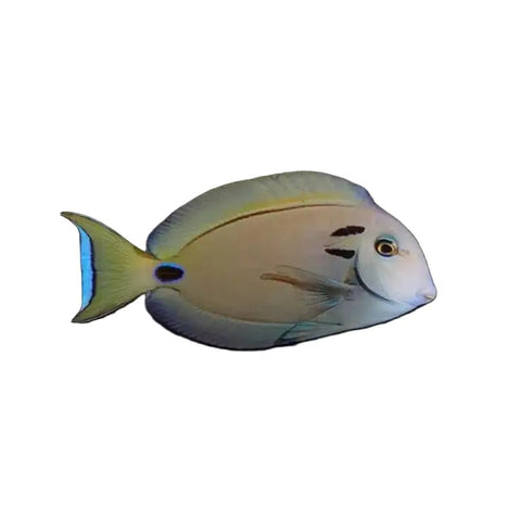 Vampire Tang - Apex AquaticVampire Tang