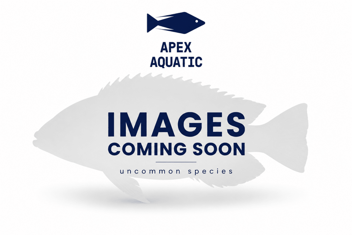 Veilfin Tetra - Apex AquaticVeilfin Tetra