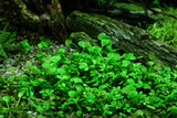 Marsilea Hirsuta - photo 2