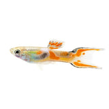 Endler Guppy - photo 2
