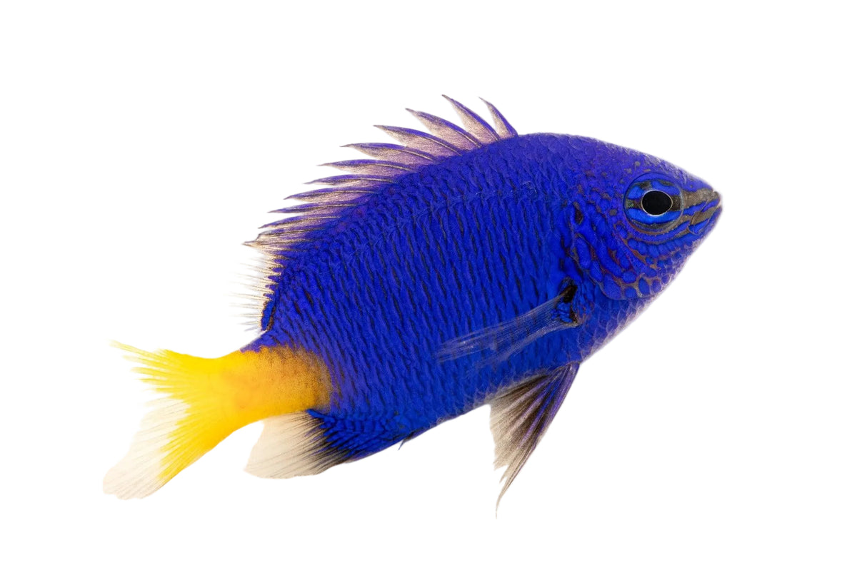Blue Saphire Damsel