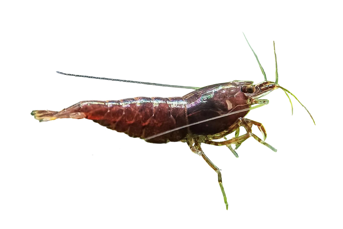 Chocolate Cherry Shrimp