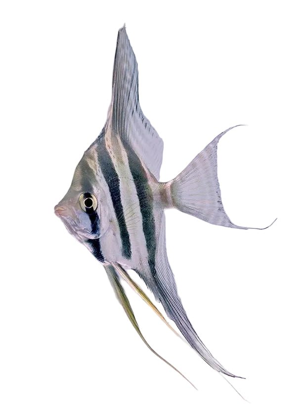 Wild Altum Angelfish - Apex AquaticWild Altum Angelfish